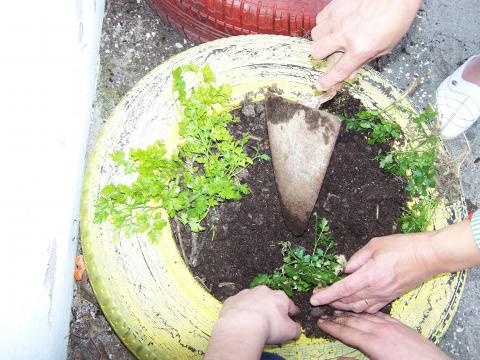 02 - Plantação de Ervas Aromáticas em canteiros ecológicos